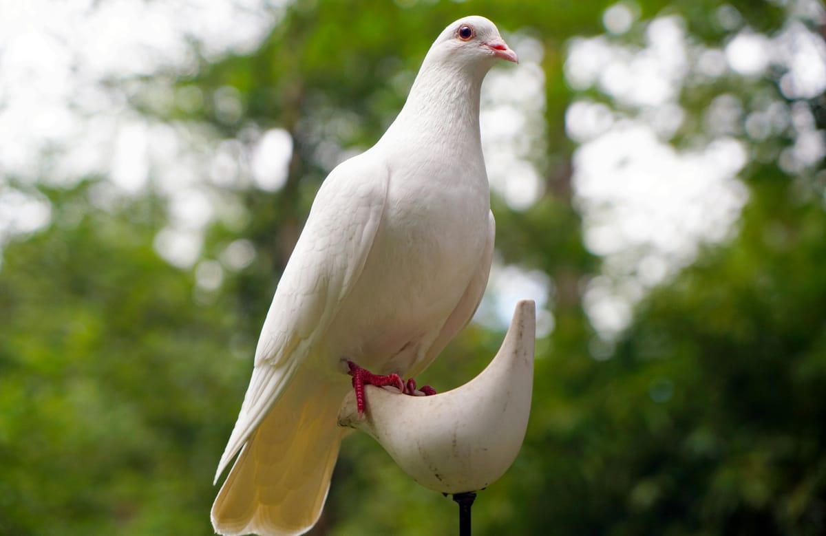Monetary policy: what are hawks and doves?
